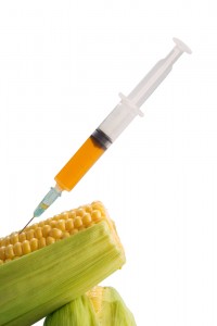 gm-corn-toxic